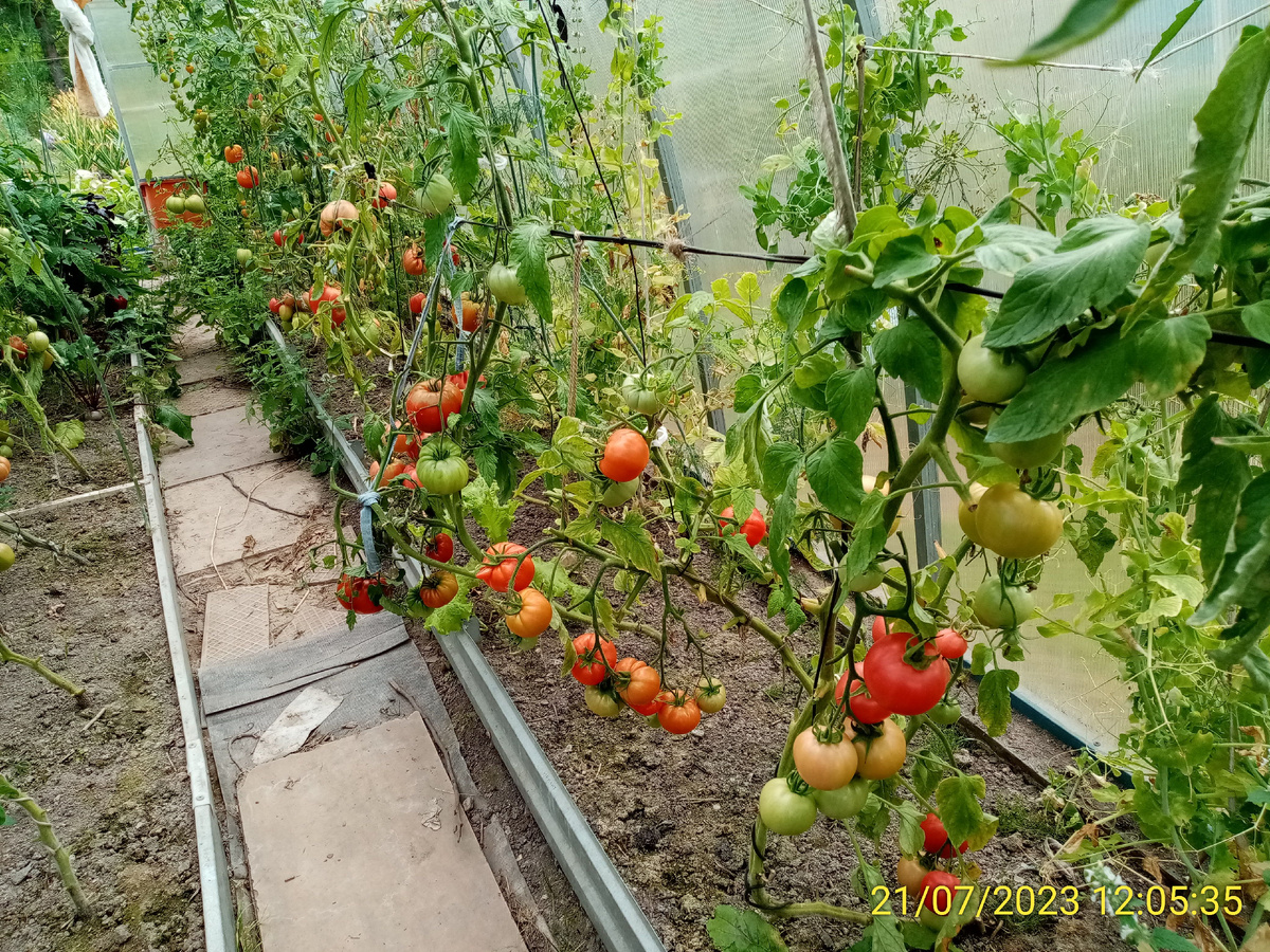 Хочу в этом году такой же урожай. Можно и больше