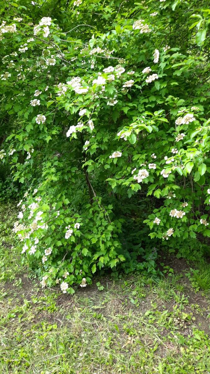 Цветёт калина. 