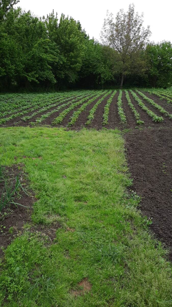 Поле картофельное. 