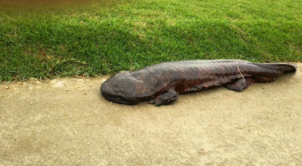 Японская гигантская саламандра