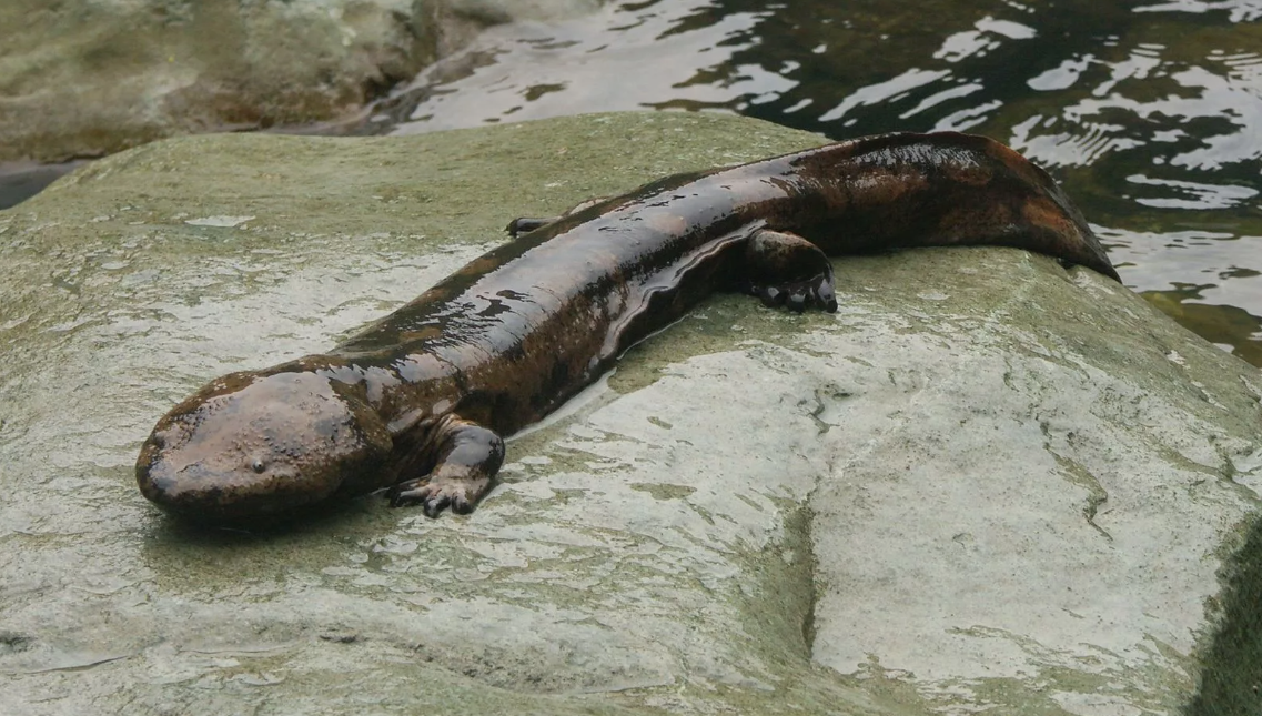 Гигантская японская саламандра