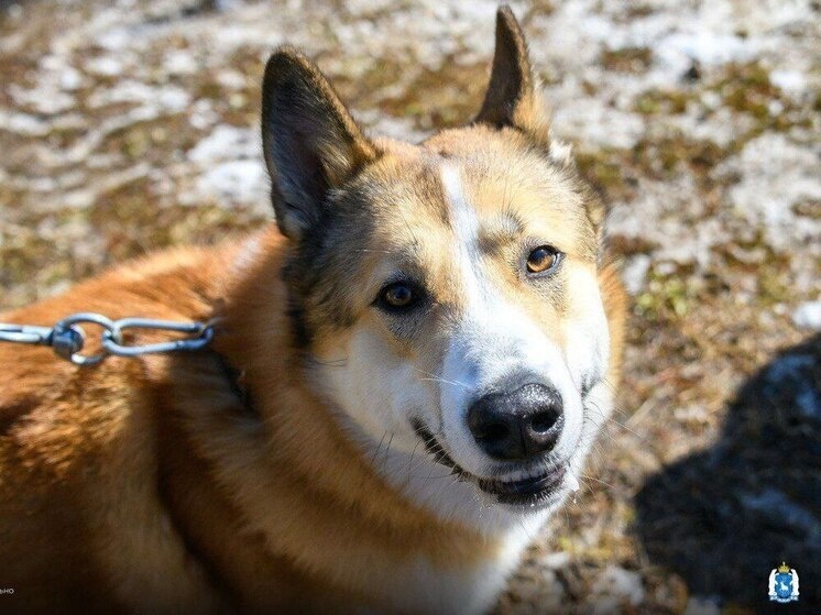     Фото: Telegram Ямал. Официально