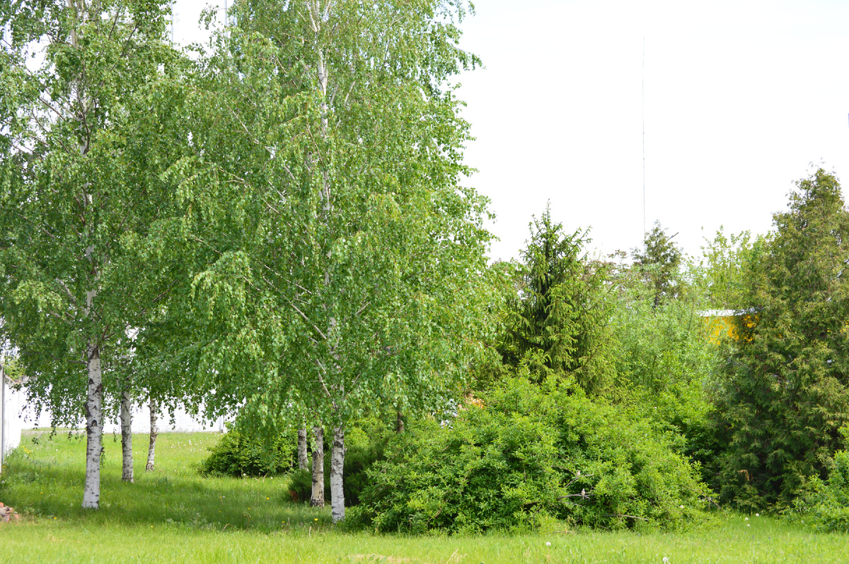 Фото автора. 03.05.2025. Берёзки у заправки. Весна полностью вступила в свои права.