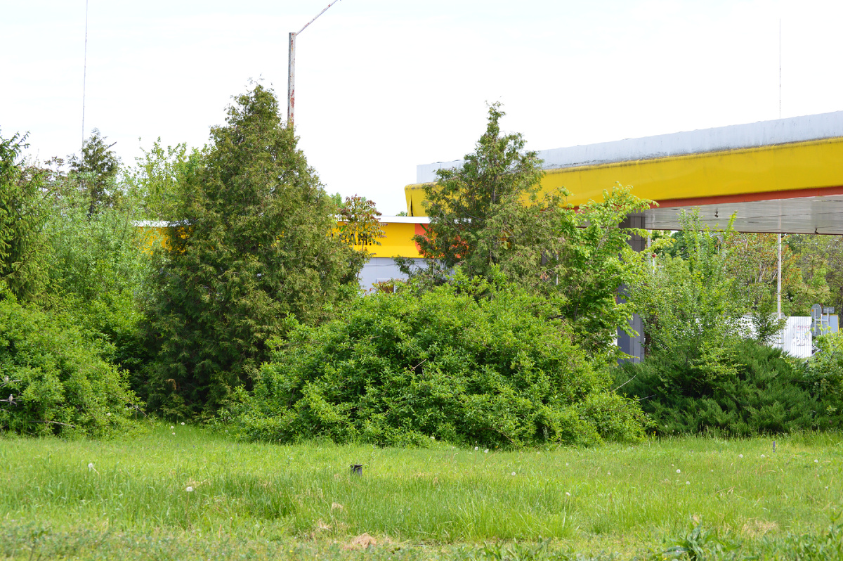 Фото автора. 03.05.2025. АЗС скрылась в майской зелени.