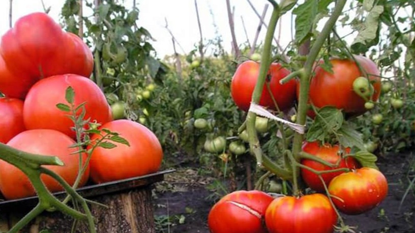 Выполняю пасынкование особым методом деревенского агронома. 6 точных признаков определят правильный пасынок за минуту