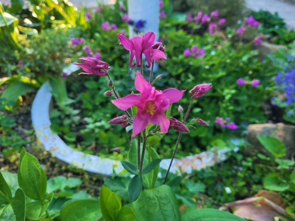 Мой любимый цвет (фото автора)