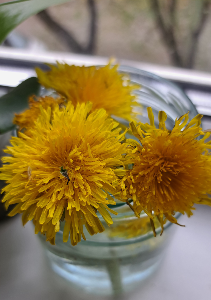 Букетик Солнышек