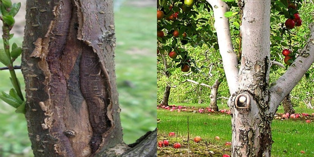 Использую железный купорос по методу опытных садоводов. 6 тонкостей разведения сохранят урожай