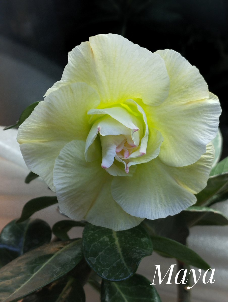 Начало роспуска. День первый.