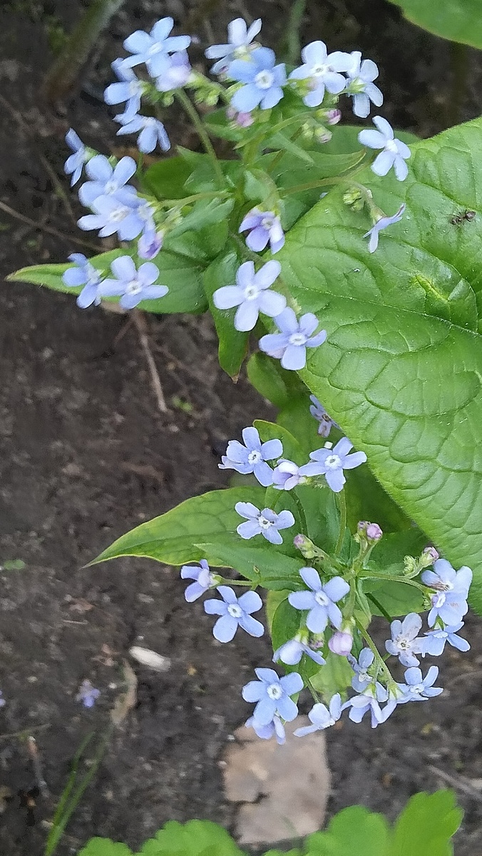 Незабудки, такие милые.