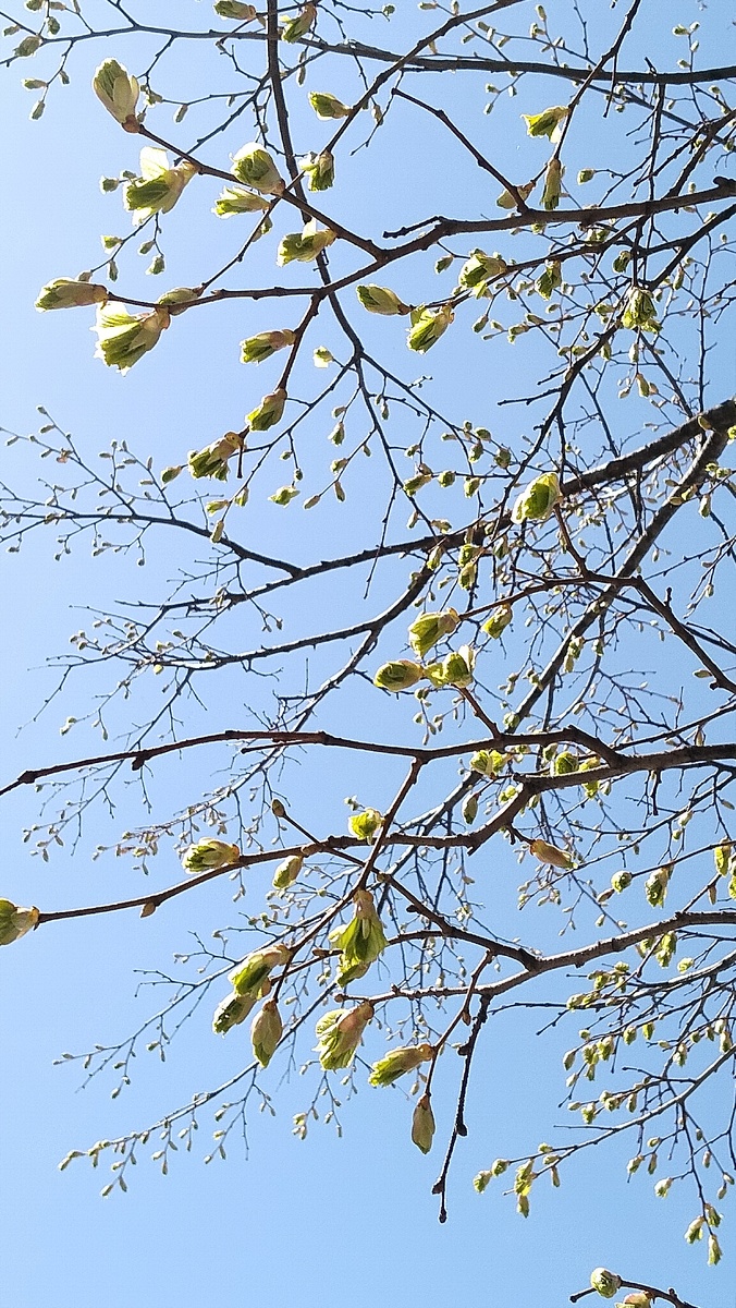 Распускаются листья.