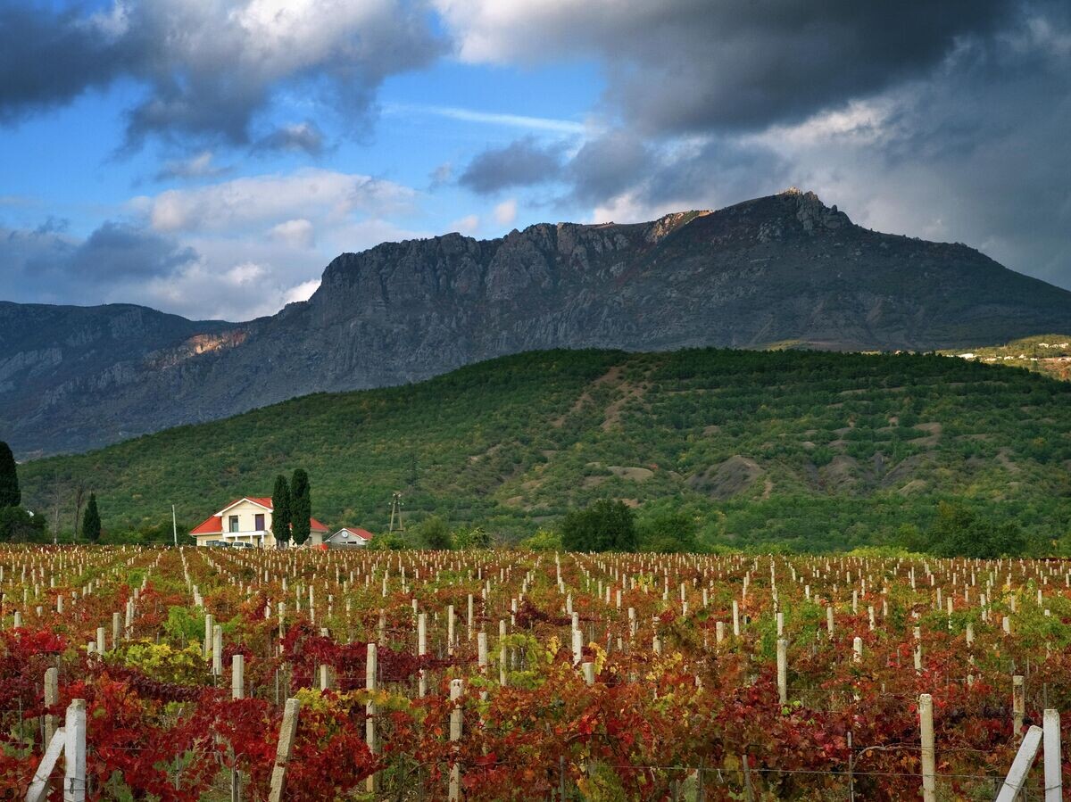    Виноградники в окрестностях села Нижняя Кутузовка в Крыму© РИА Новости / Сергей Мальгавко