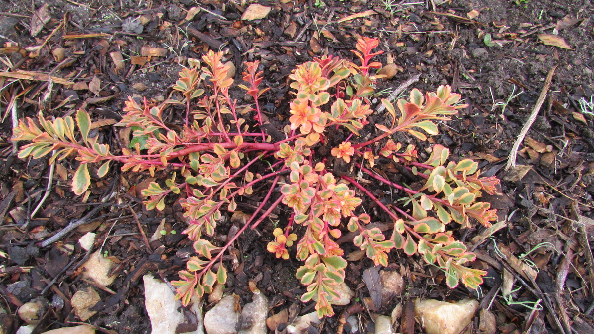 Седум вариегатный