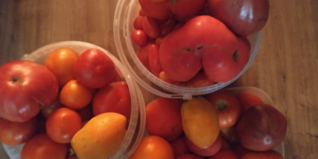 Почему томаты болеют? 5 ошибок при подготовке грядки, которые совершают даже опытные дачники