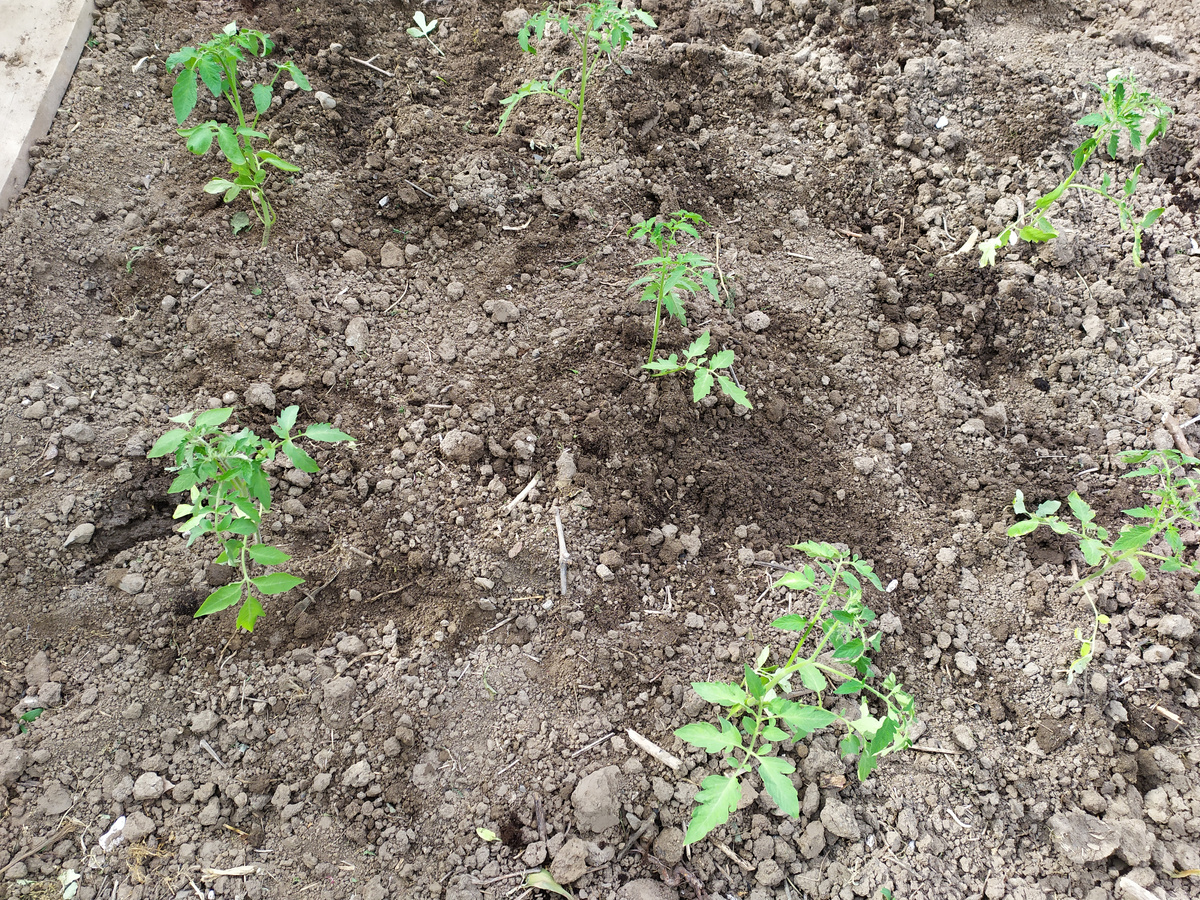 Пример посадки детерминаннтных томатов. Фото Натальи Мироновой 