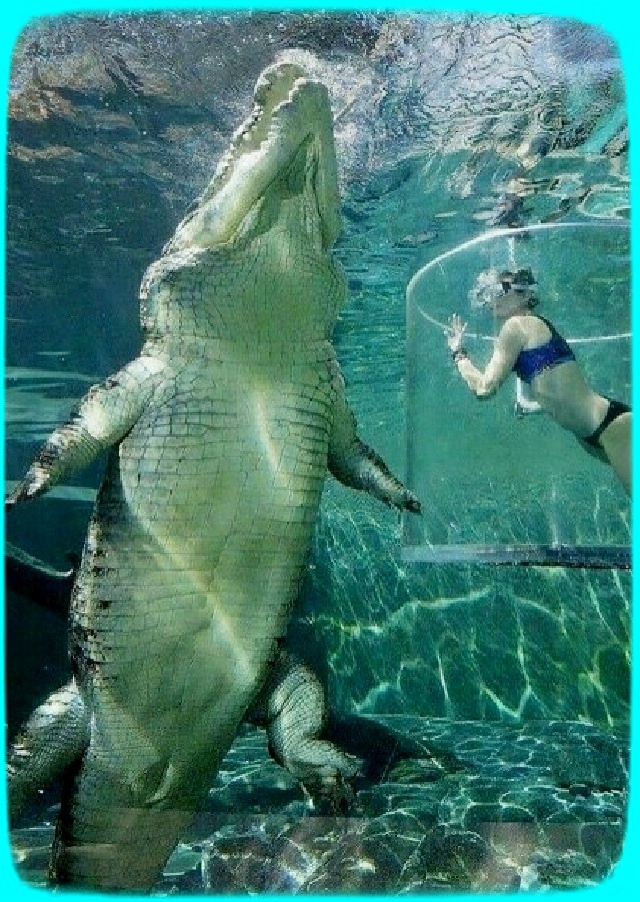 Морской крокодил. 