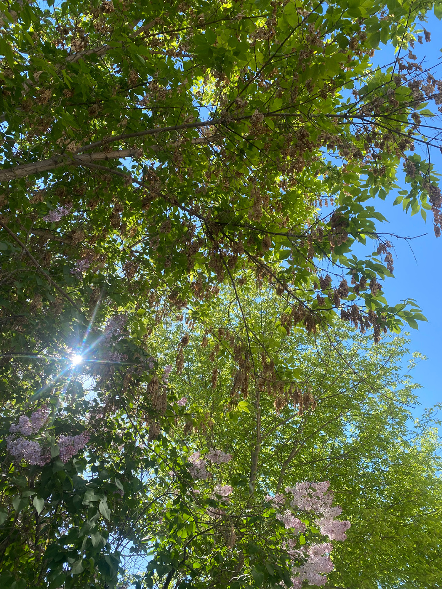 Сирень цветет , солнце , но прохладно) Живое утреннее фото канала Таро Портал. 