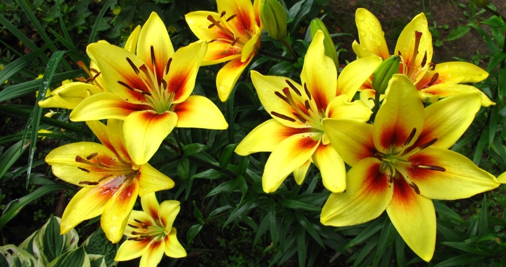 Луковичные цветы, которые можно посадить в мае: ТОП-12 для яркого цветения