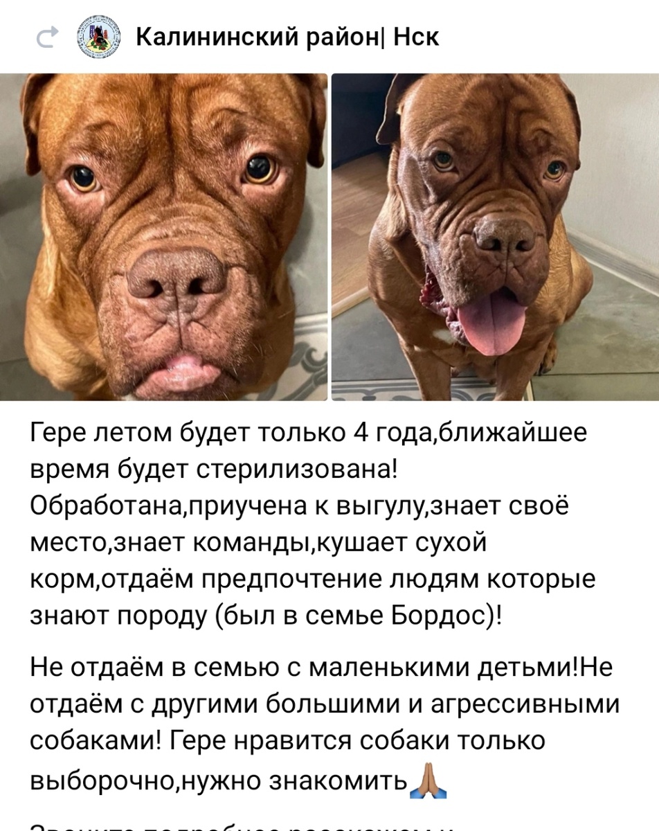 А это нашла старое обьявление зоозащитницы , которая собаку спасла когда у меня сестрица старшая  решила подзаработать со своим зекулей и эту  собаку ( сестрица  у кого- то по обьявлению забрала) свели с беспородным. Естественно покупать никто не покупал у них. Щенки у них  начали  дохнуть с голода и я в соцсетях клич бросила , нашлись волонтëры , забрали собаку и щенков. Затем у сестрицы и еë сожителя ещë несколько собак погибло , ну  просто сожитель сестры и  их сынки забили ( у них агрессия к слабым ).  Из садового общества которое они охраняли , их попросили убраться поскольку урожай дачников  шел на продажу "работничками" .. Сейчас в деревне живут . 