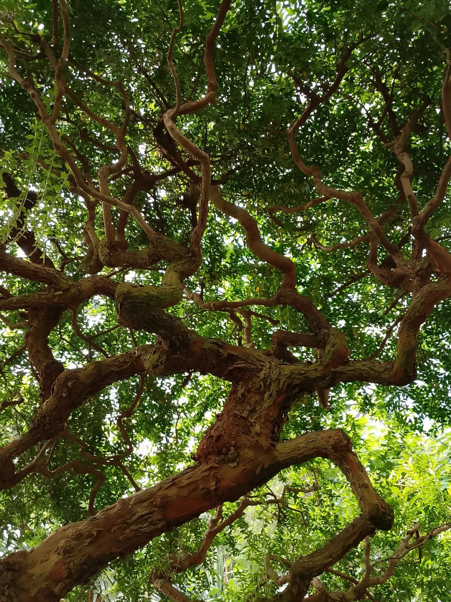 Из Ботанического сада