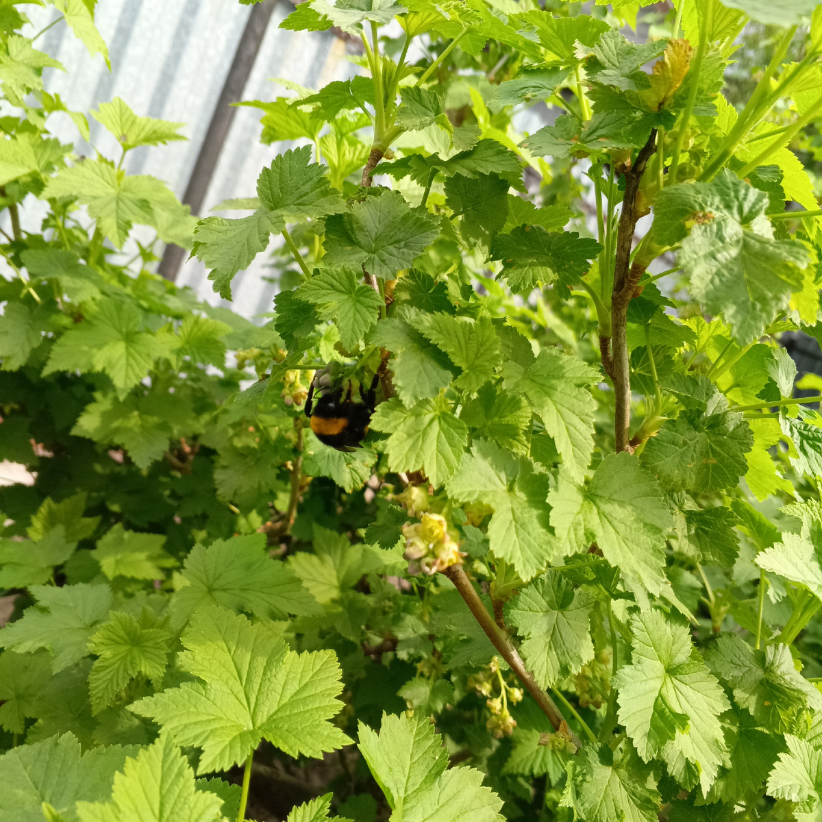 Шмель трудится