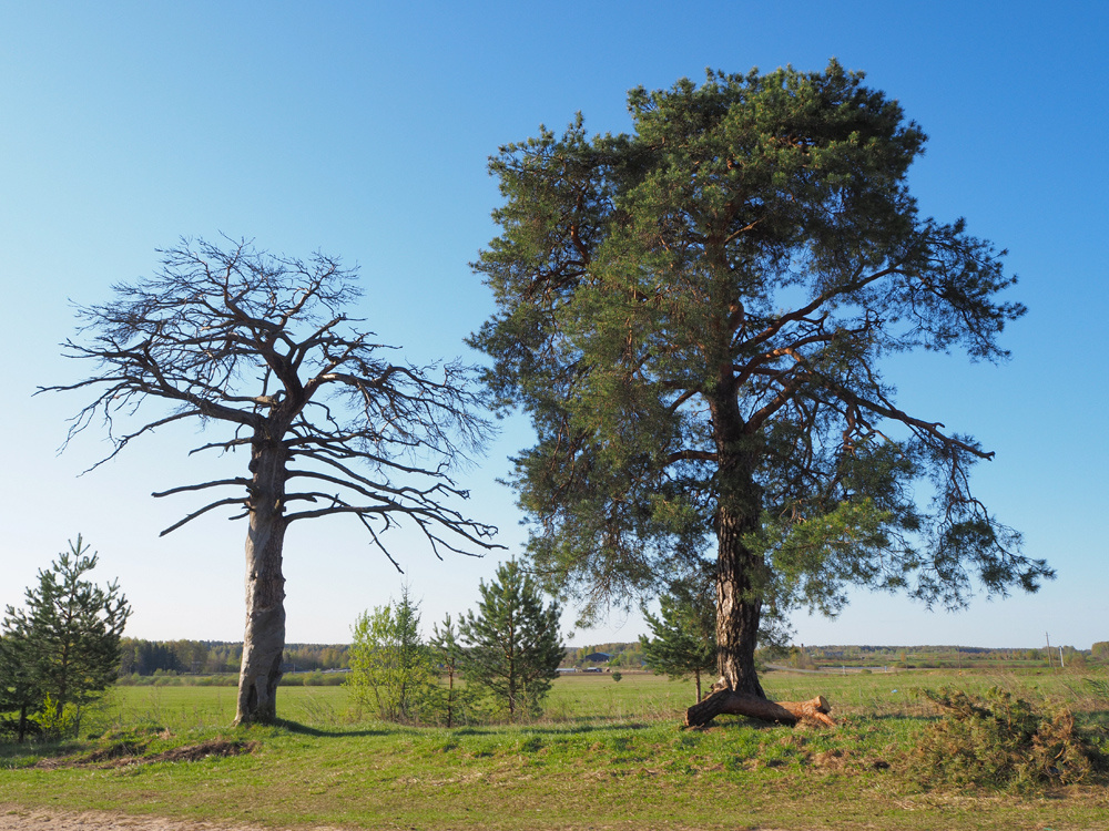 Две сосны.
