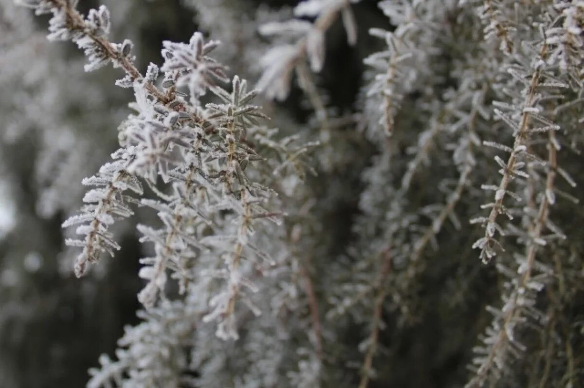    В степных и предгорных районах Крыма ожидаются заморозки до -2 градусов