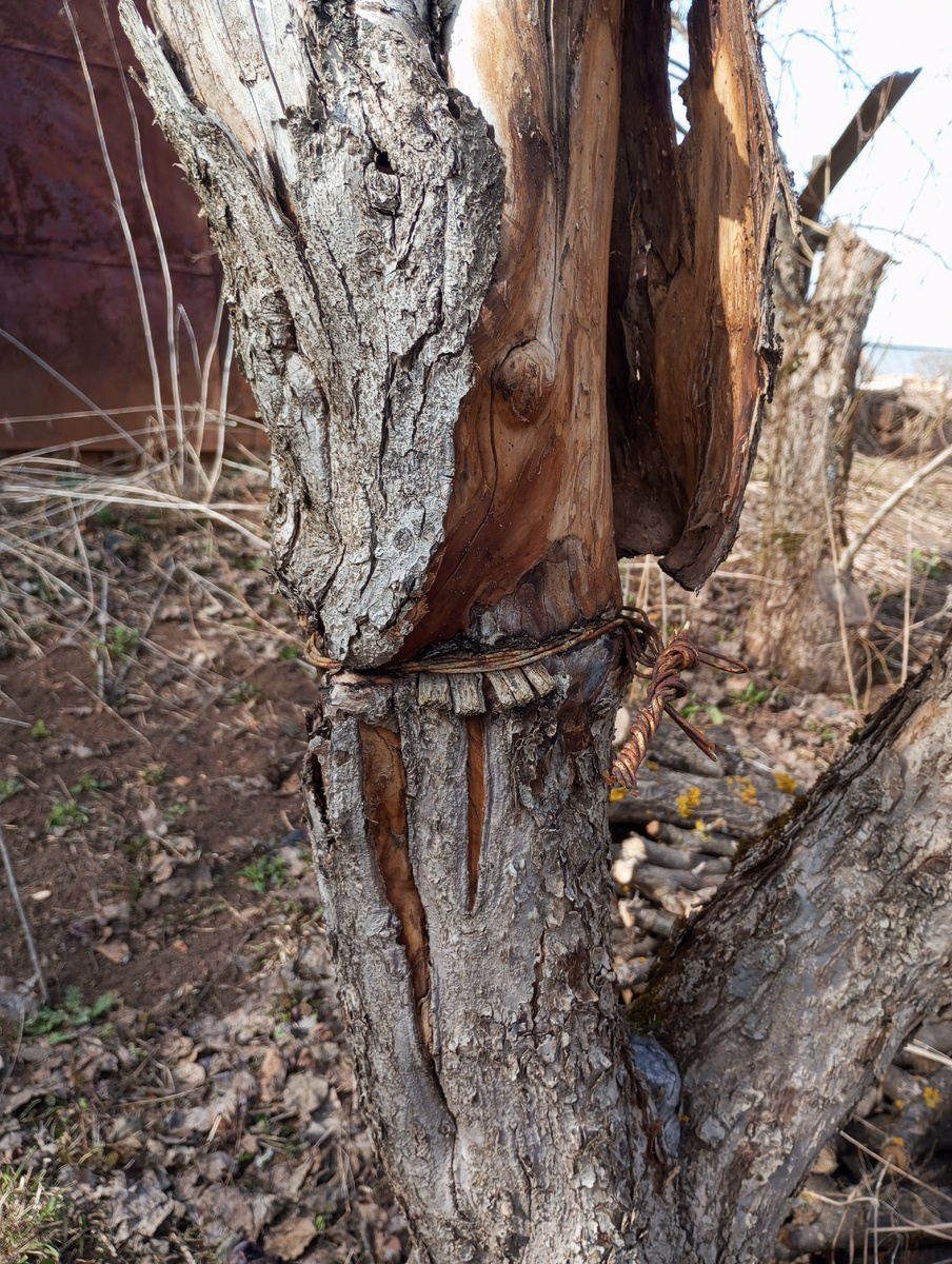 фото автора: проволока, врезавшаяся в ствол на яблоне