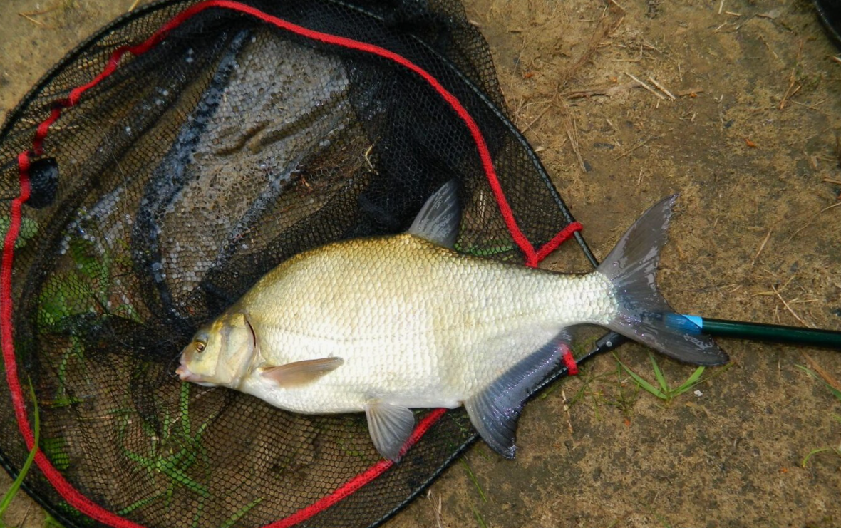 Лещ пойманный на донку. Источник фото vseoribalochke.ru