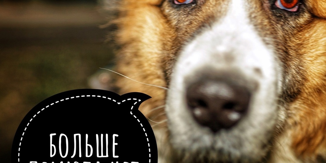 500 голодных собак в поисках УБЕЖИЩЯ!