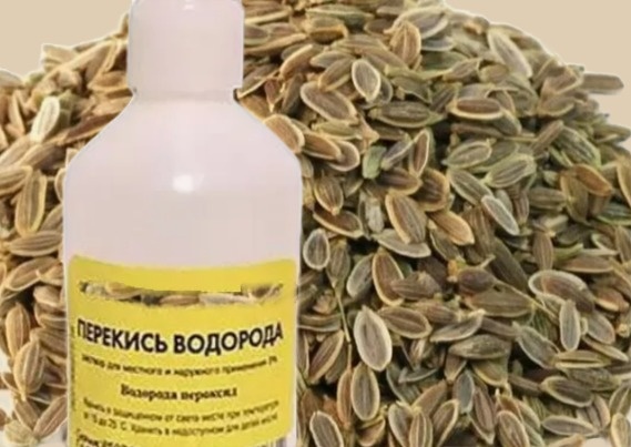 семена укропа нужно замочить в перекиси вдорода 