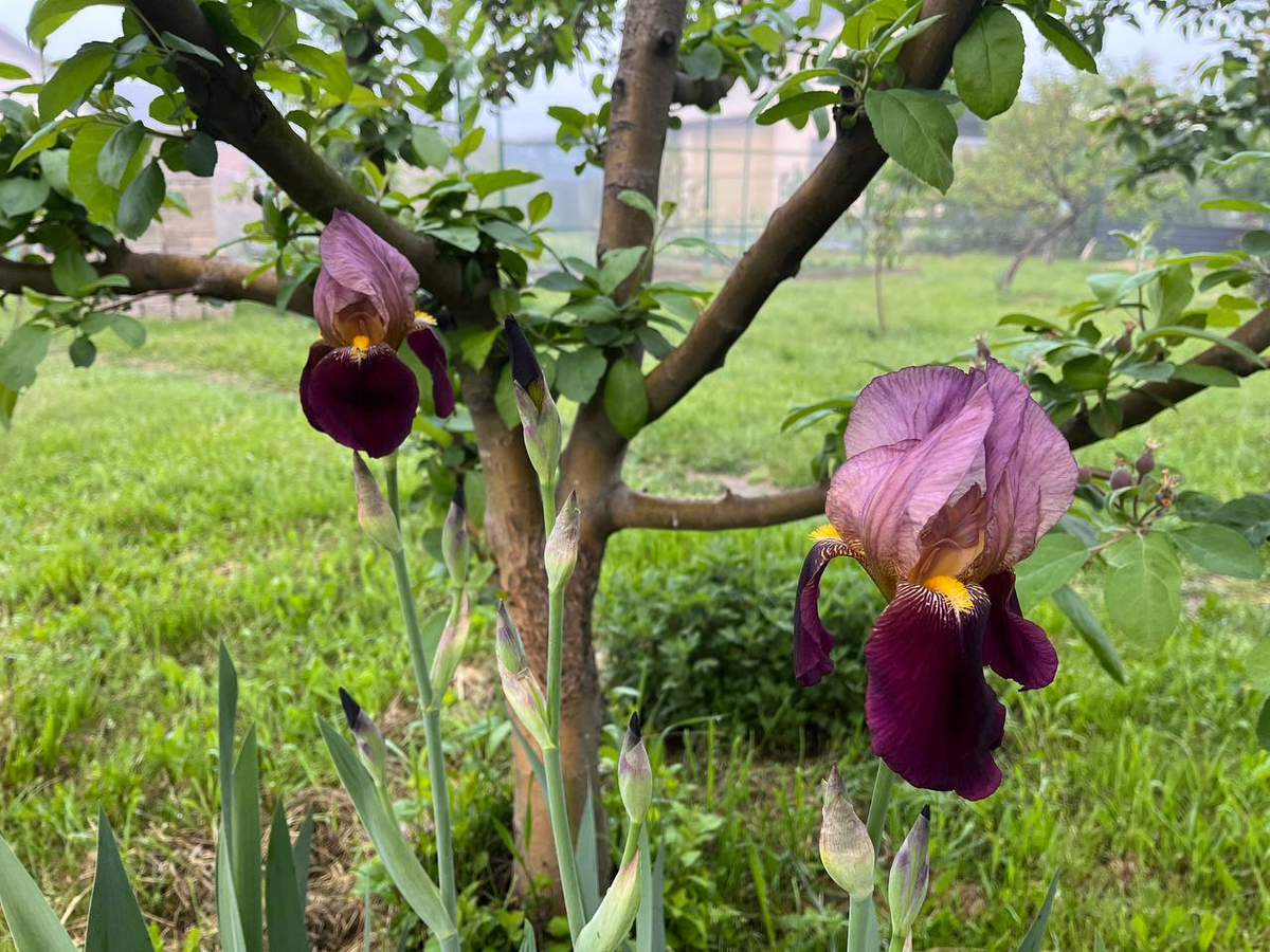 ирисы зацвели
