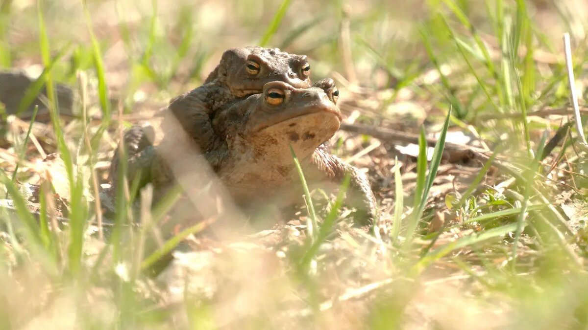    Фото: Telegram-канал биолога Павла Глазкова «Каждой твари по паре»