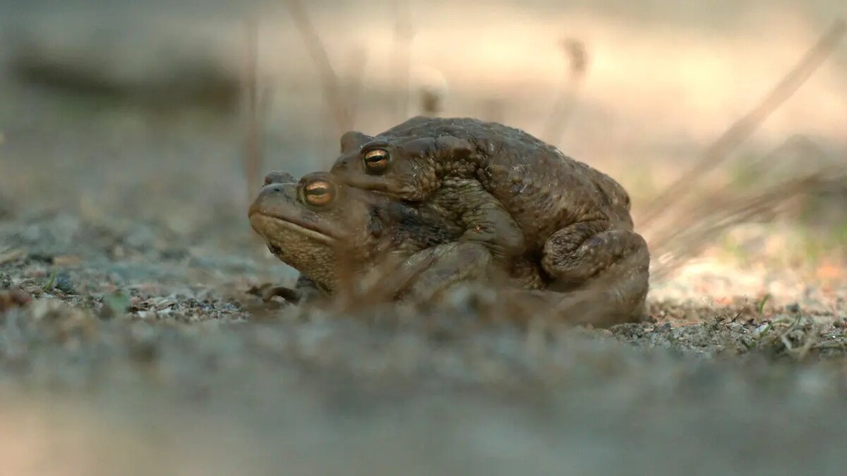    Фото: Telegram-канал биолога Павла Глазкова «Каждой твари по паре»