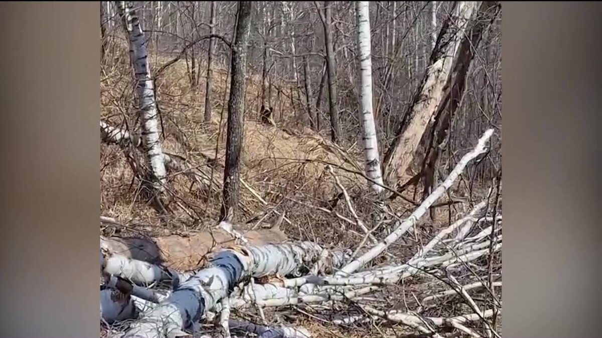    Медведь напал на человека на территории охотугодья в Башкортостане