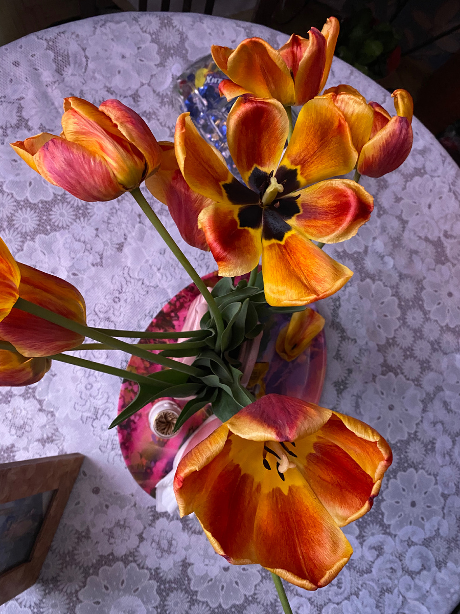 Тюльпаны увядают