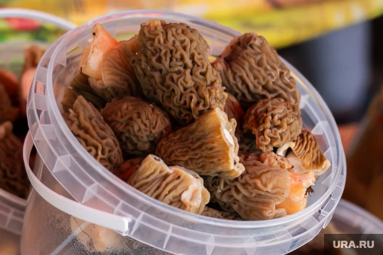 Грибники начали активно собирать сморчки в лесах региона
Фото: Руслан Яроцкий © URA.RU