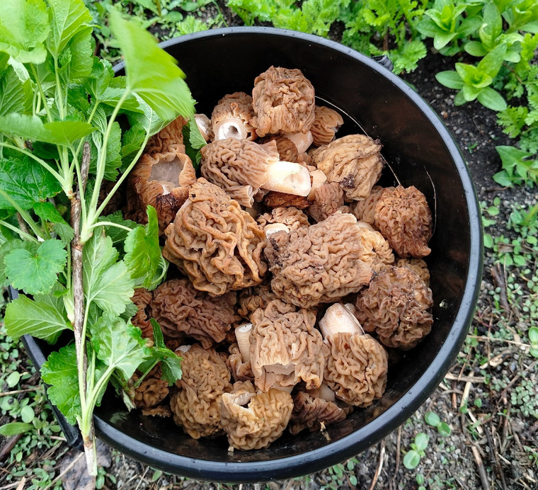 Женщине удалось набрать грибов несмотря на дождь и слякоть
Фото Анны Беловой, Группа Грибы. Ягоды. Травы. Челябинск и область», vk.com