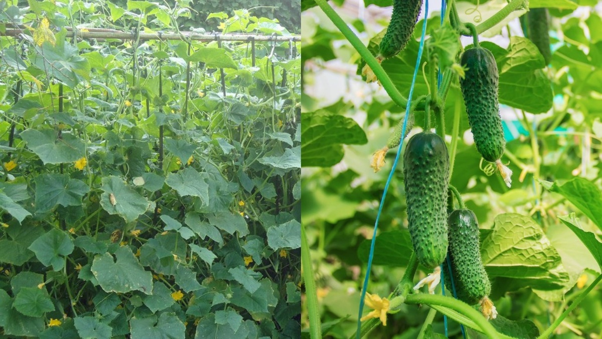 Результат через неделю после первого применения дедовской подкормки