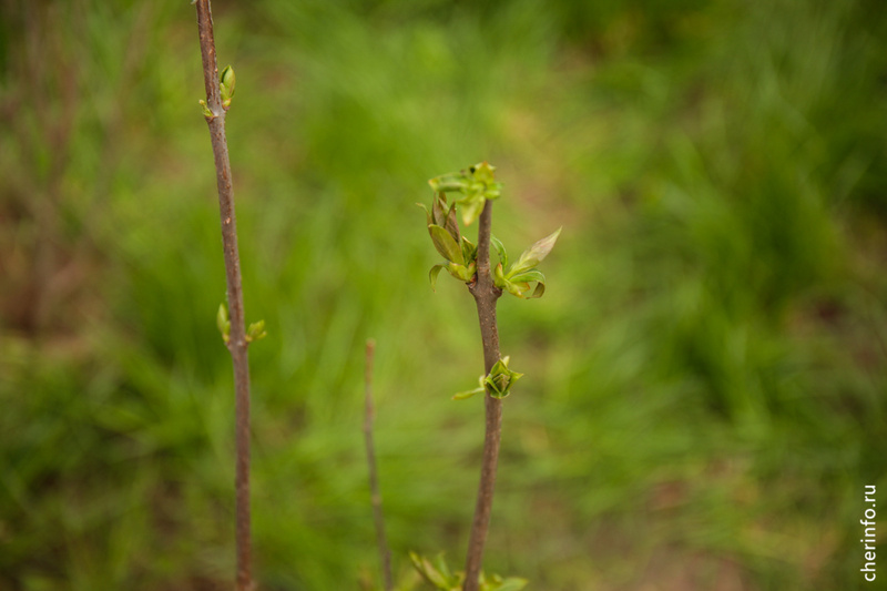    Акция "Сирень Победы" пройдет с 5 по 7 мая. На семи территориях посадят 254 куста сирени. На Курсантской набережной появится аллея из 80 саженцев в честь 80-летия Победы.