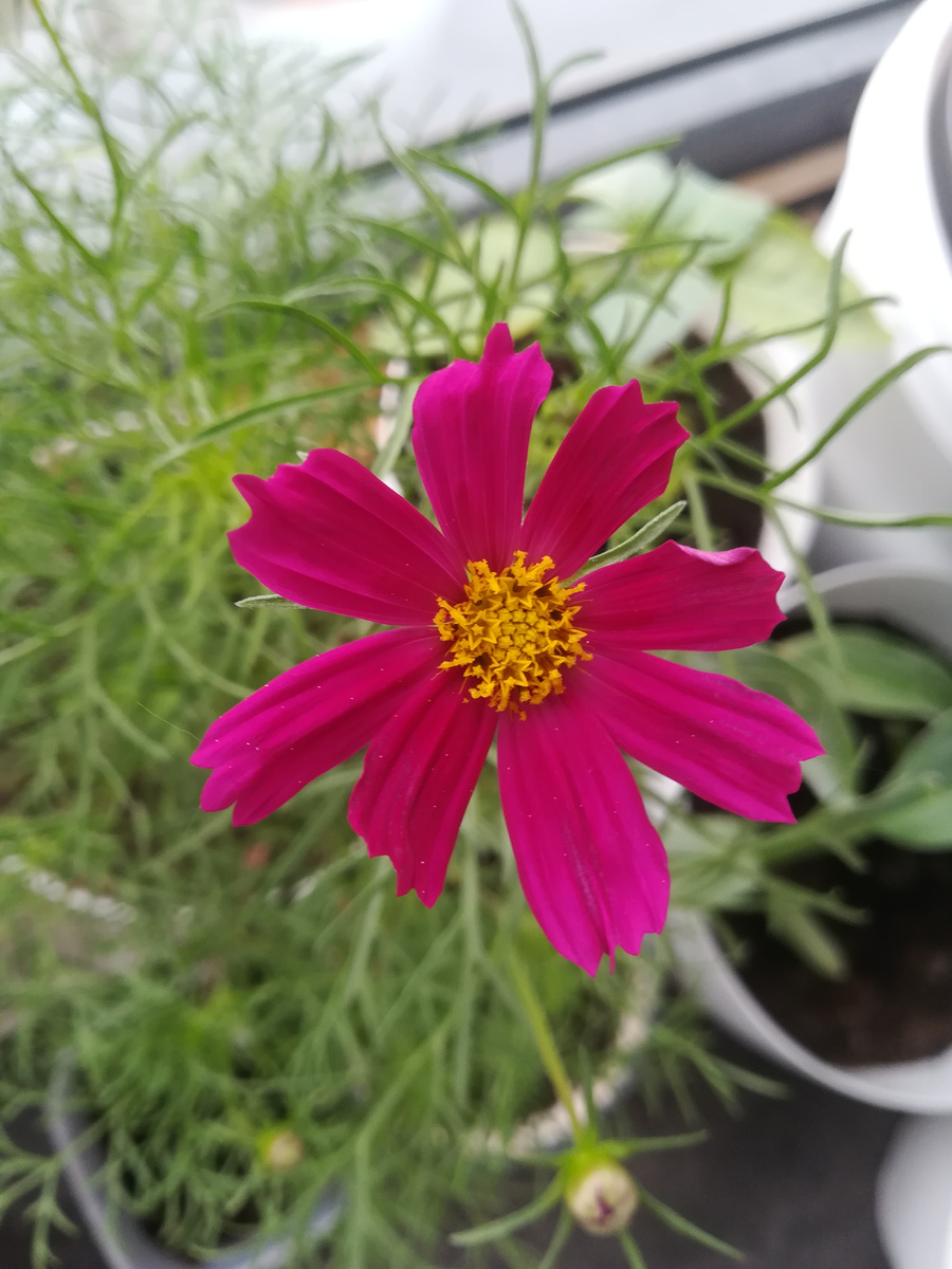 Майское цветение космеи