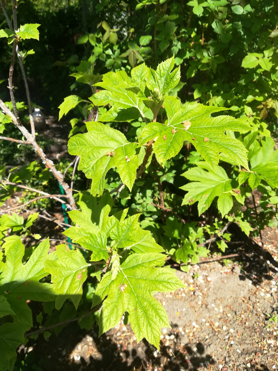 Гортензия дуболистная Ruby Slippers. Хлорозить вроде собралась, надо принимать меры. 