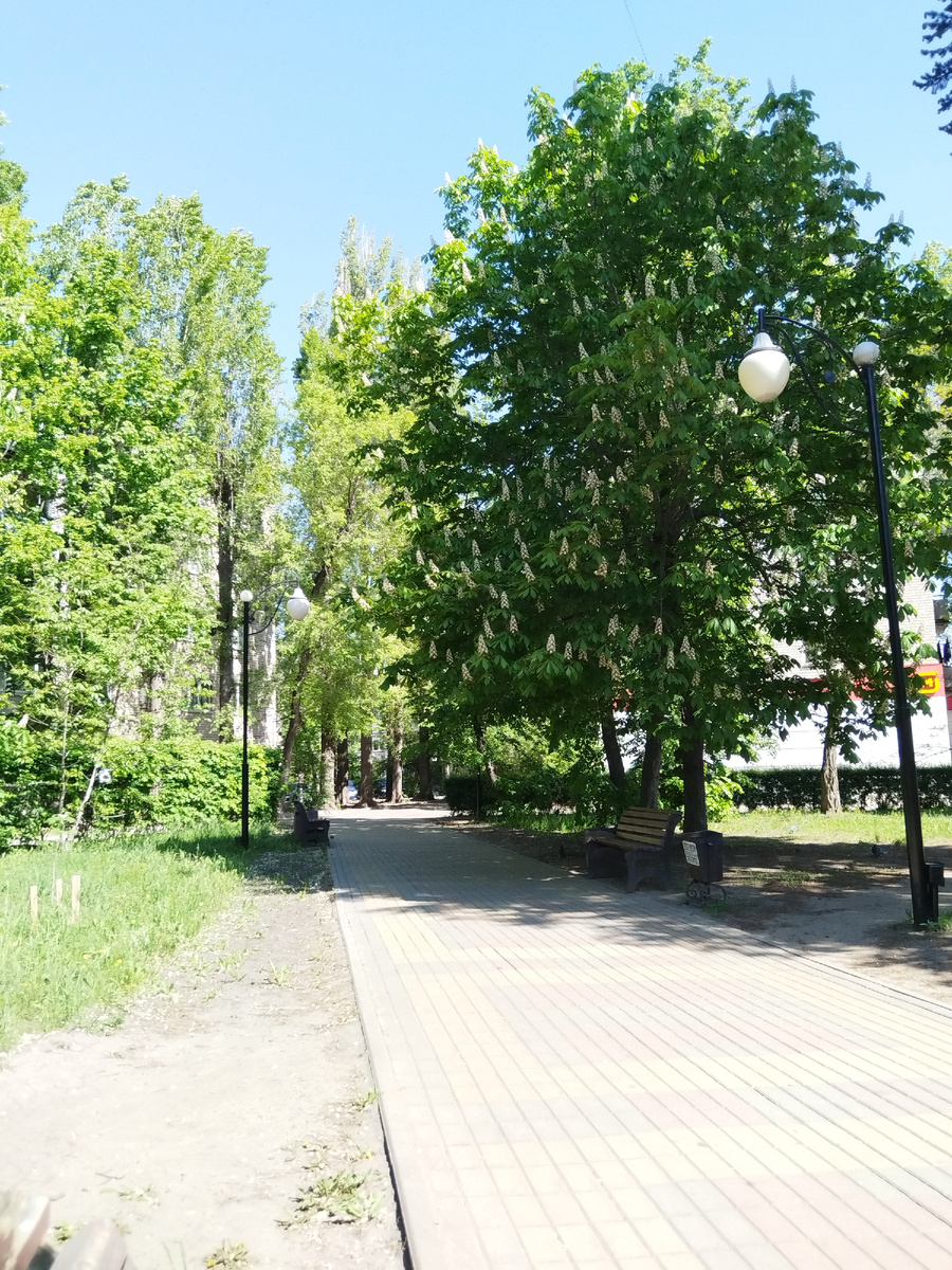 Мои любимые аллейки со старыми деревьями