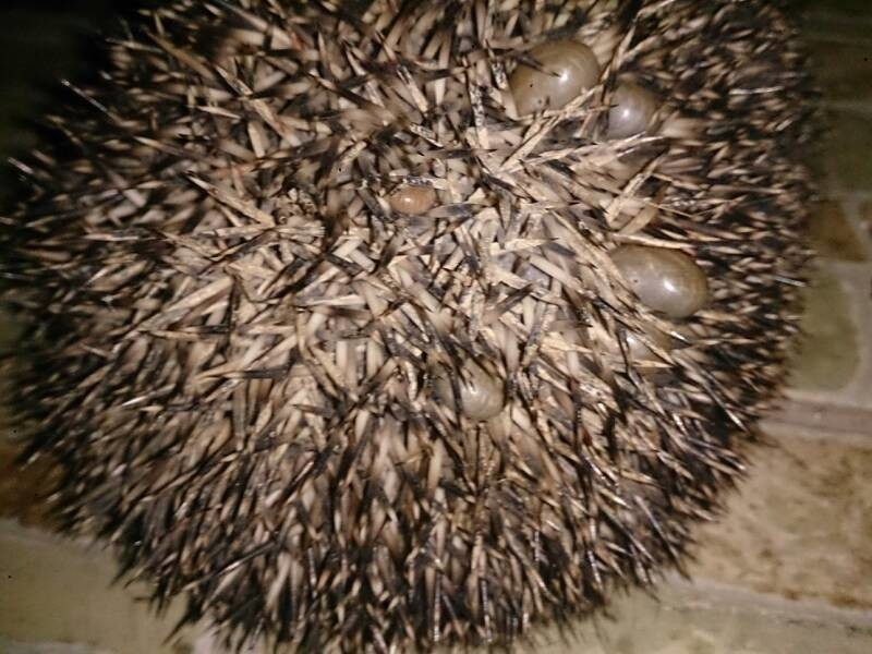 Проблема в том, что в отличие от других мелких лесных зверей ёж не способен снять с себя клещей сам. Иглы мешают.  