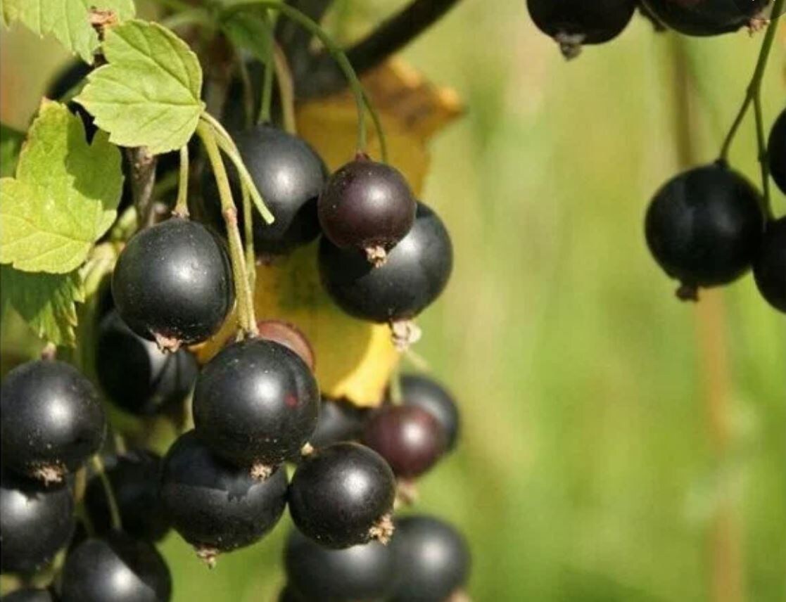 Чёрная смородина