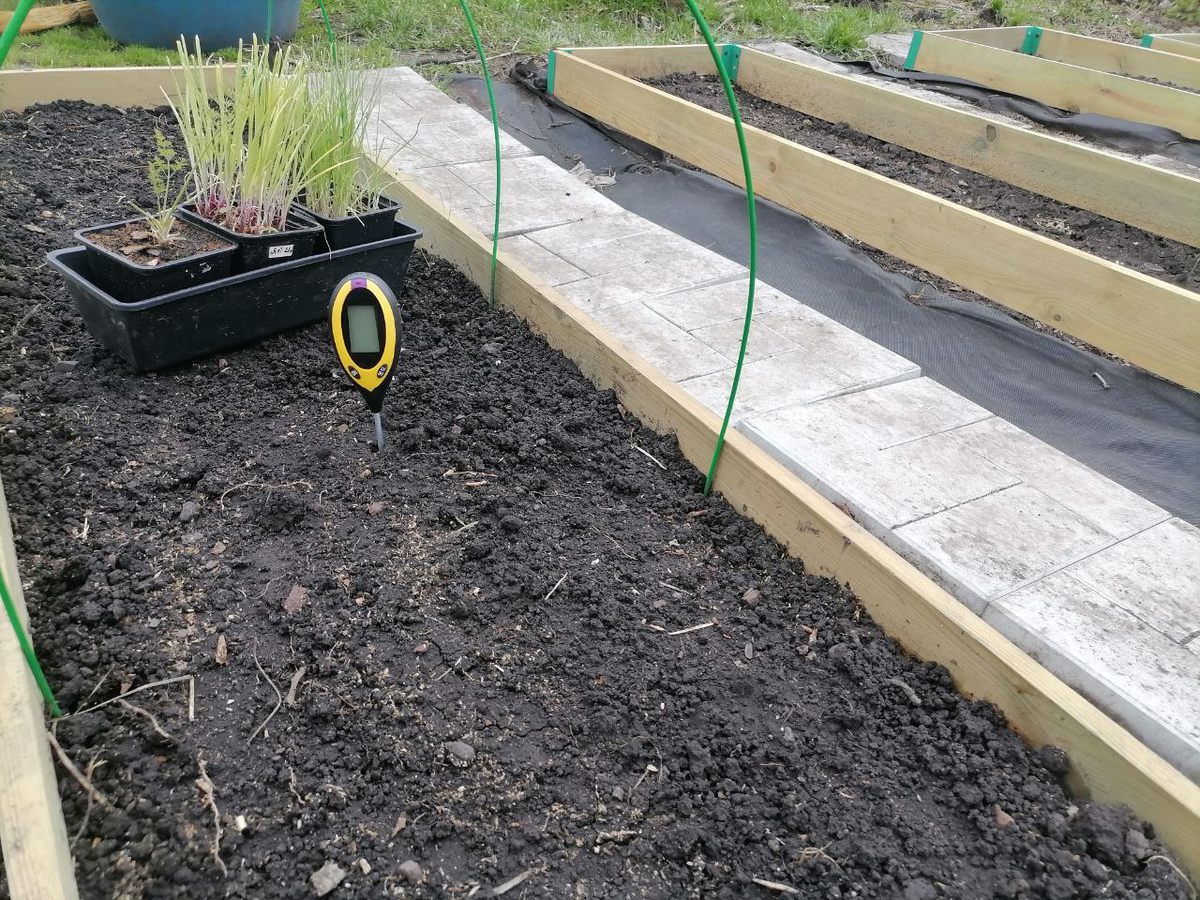 Грядка готова, кроме лука, высаживаю укроп, он рос дома в горшке с января, ели его, это кустовой для многоразовой срезки