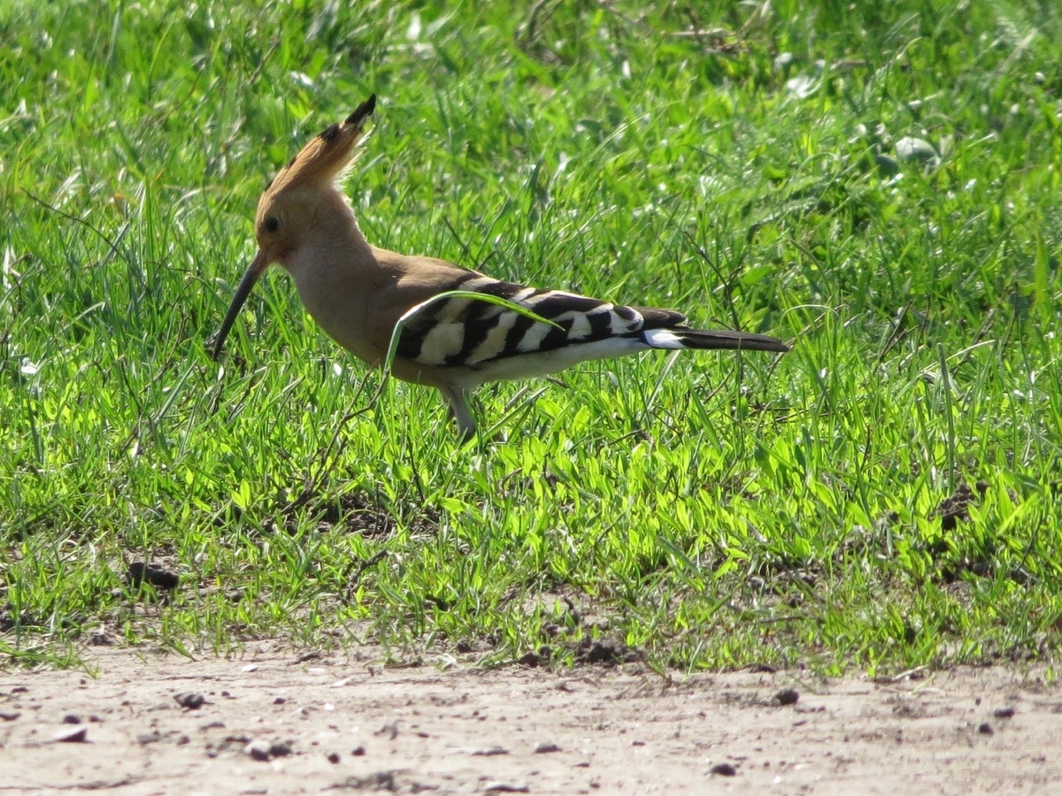    Пернатые обитатели Железногорского района Курской области