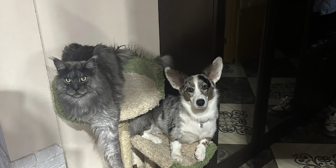 Вечное противостояние: кто круче — собаки или кошки? И почему мы не можем жить без пушистых друзей