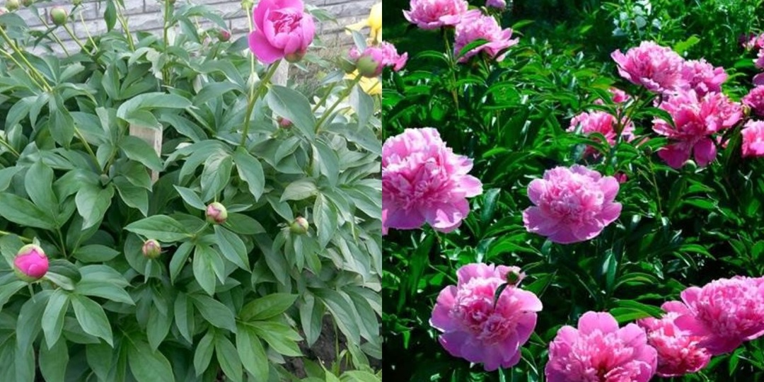 Раскрываю метод выращивания крупных пионов в тени. 5 проверенных шагов увеличат количество цветов в 2 раза