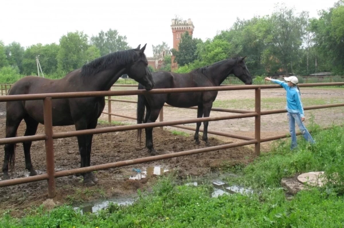    В Новокузнецке сбежавшие жеребцы сбили 7-летнюю девочку в одном из дворов
